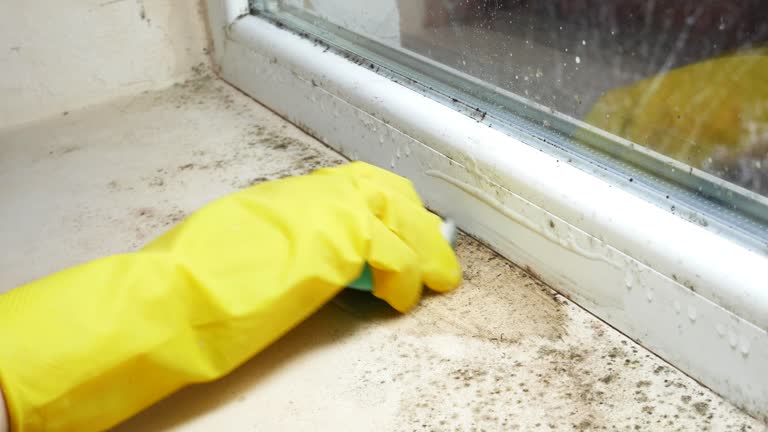 Best Emergency Mold Remediation  in Waldpt, OR